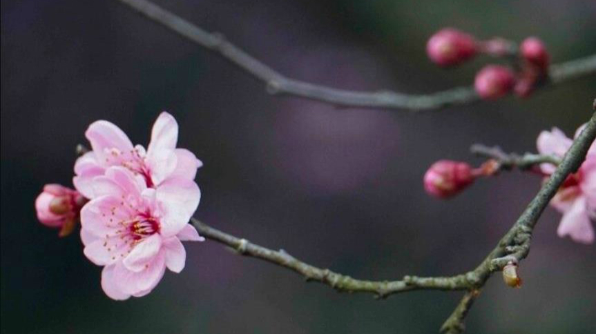 花路铺陈 荆楚锦绣 湖北发布春季“十大赏花游”线路