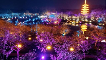相约东湖樱花园赏夜樱