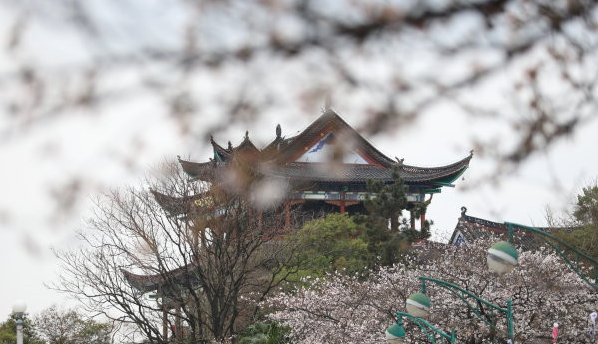 晴川赏樱
