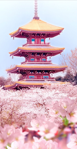 “花花”世界，她们都是谁？